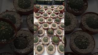 #cactus #astrophytum #shortvideo #viral #shortsviral #shortsfeed #texas #shorts #succulents #amazing