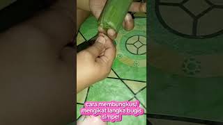 langka beras ketan