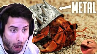 NymN reacts to I Made Tiny Metal Armor for Hermit Crabs | i did a thing