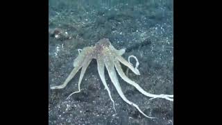 Tarkarli Deep sea scuba diving Research Beautiful natural Discovery scuba diving