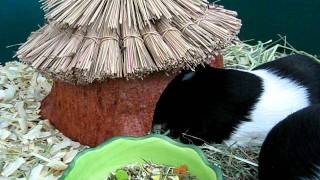 guinea pigs in the Snak Shak