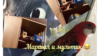 Очень важная информация!!! + Фильм с Маршуликом ♥️♥️