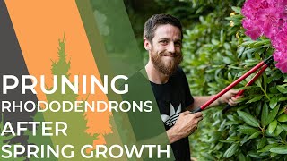 Watch This Before Pruning Your Rhododendrons | Don't Lose Flowers