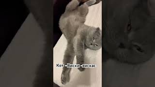 Коту дали виски вискас #юмор #прикол #животные #funny #вислоухий