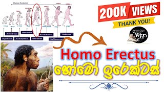 Homo Erectus 👨හෝමෝ ඉරෙක්ටස් මානවයා 🔍 Wonder of History