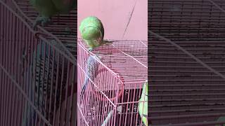 mummy bolane wala parrot 🦜🦜🦜#cuteparrot #bolnewalaparrot #ytshorts #video