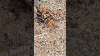 ants find a wasps!