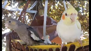 Birbs at the playground!