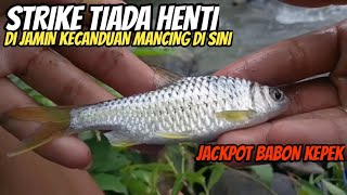 Mancing di sungai liar !! kalau strike truss begini bikin kecanduan ( micro fishing)