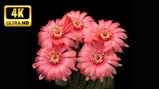 Satisfying Cactus Flower Blooming Time Lapse || Blooming Cactus || Relaxing #blooming #timelapse