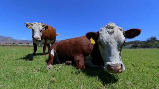 The Mystery of Why Cows Stare At Us