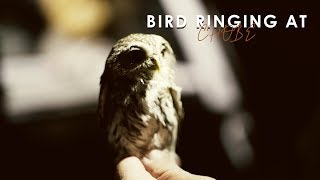 Ringing Birds In Namibia - Chobe River Camp