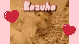 Meet Kazuha the Hamster C: