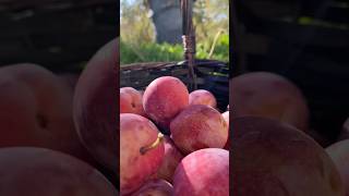 Harvest time #plumtree #plumfruit #september2023 #harvesting #fallharvest #farming #garden