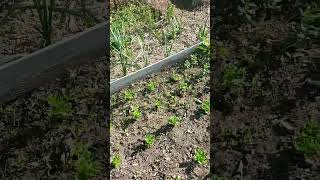 Part 3 garden update may 21 2023