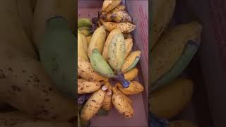 #chimia,bolo, vitamina,pura#banana é vida#