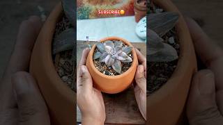 Repotting Variegated Ornamental Plants - Repotting Succulent Plant Indoors