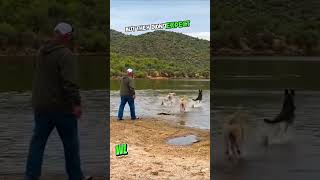 Dog on the Brink of Drowning, but What Happened Next Was Unbelievable! #shorts