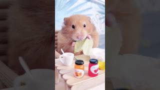 Cute Hamster at breakfast table 🍽🐹