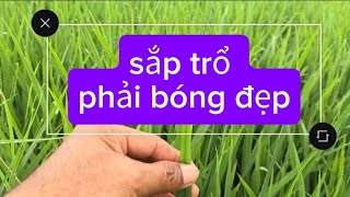 muốn lúa đạt năn suất,thì phải Bón phân đúng kĩ thuật. tạo đủ chồi, đũ hình +phun thuốc,mới ok được.