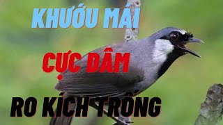 khướu mái ro kích trống hót - khướu mái ro kích trống tốt ll luyện kích khướu mái hót