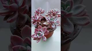 Satisfying Succulent Diy #81