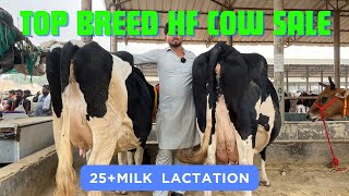 2 HF Cow available For sale  in punjab at low rates ||#shonki dairy farmer