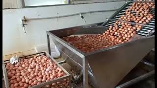 TD-200-2M Soft-boiled Egg Peeling Machine Working Video  Capacity 12,000 Egg Per Hour.