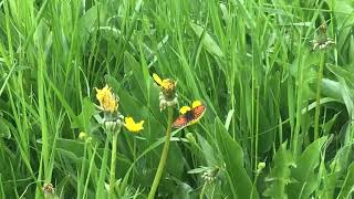 ウァリアコヒョウモンモドキMelitaea varia (Grison's Fritillary) 2024/06/28 Chez Mem's France