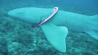 Chip Shark Frisbee Removal