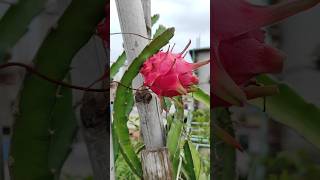 ছাদবাগানের Dragon fruit টা harvesting এর সময় হয়ে গেসে #dragonfruit #fruitharvesting #rooftopgarden