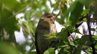 ВЕРТИШЕЙКА \ EURASIAN WRYNECK