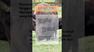 Fakta Menarik Bison