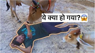 गायों के सामने हो गया बेहोश हमारी गाये डर गई।😱😱#baawalechorevlogs #cowvlog #dailyvlog #familyvlog