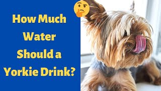 How Much Water Should a Yorkie Puppy Drink?