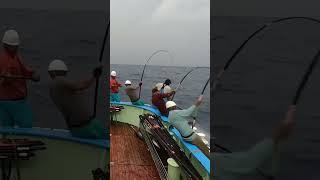 Very good 👌. The enthusiasm of a skipjack fisherman 🇯🇵🇯🇵 #fishcatching #fishing #fisherman