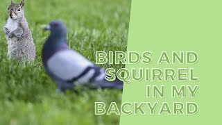 Birds And Squirrel In My Backyard | Afshan's Kitchen