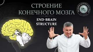 Строение конечного мозга. End-brain structure