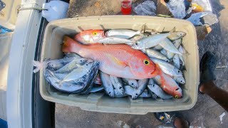 Igloo Full Of Fish From Deep Water Fishing In The Night Snappers & Big Eye Scad/Goggle Eyes