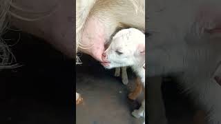 কালকে সন্ধ্যায় হয়েছে বাচ্চা গুলো। #shortreels #goatbaby #cute #vairalvideo #foryou #foryou #new