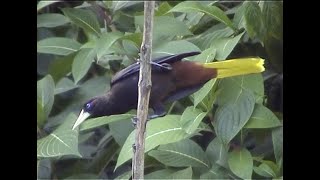 Crested oropendolas, Asa Wright Nature Centre, Trinidad