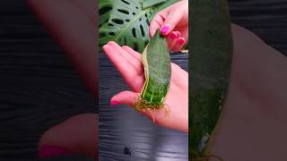 How to Propagate snake plants in water | Sansevieria#shorts #short #beauty #snakeplant #viral #reels