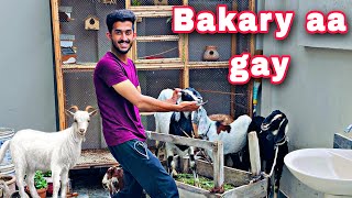 Qurbani ka Bakray lay lia  🥳 | Eid ul Azha 2k22 | Bakra eid