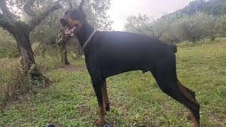 VELIKI PAS DOBERMAN--DOŠAO JE DO MENE I OBILAZI ME A ZATIM JE OTIŠAO U MASLINE NJUŠKAJUĆI OKOLO...