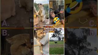 Funny Animal Videos 2022 - Funniest Cute Cats And Dogs Video #cat #shorts #animals #trending #tiktok