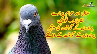 Halal aur Haram Prindy Birds