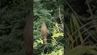 Amazing baya weaver weaving nest😱😱#shorts #bayaweaver #birds #birdsshorts