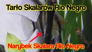 TARŁO i NARYBEK Skalarów Rio Negro