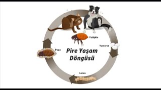 Pire Yaşam Döngüsü-Promer Pire İlaçlama