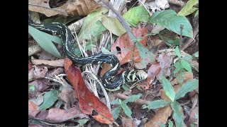 Parque Nacional Corcovado - 3 Días en la Montaña- Día 1 : De la Estación Los Patos a Sirena